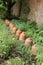 Rhubarb Forcing Pots.