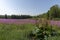 Rhubarb in forefront and a meadow with flowering willowherb