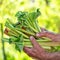 rhubarb, fresh ripe juicy cuttings in hand. Selective focus.