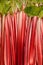 Rhubarb full rose red background. Rheum. Macro