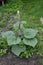 Rhubarb growing in evening light