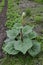 Rhubarb growing in evening light