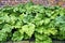 Rhubarb growing in a vegetable garden.