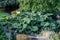 Rhubarb gunera manicata growing in the garden.