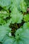 Rhubarb plant in the garden