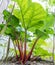 Rhubarb plant in the garden. Close up