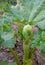 Rhubarb plant going to seed in vegetable garden allotment.