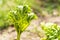 Rhubarb plant infected by many black aphids