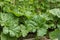 Rhubarb sharing a small kitchen garden with vegetables