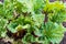 Rhubarb stalks with large leaves containing oxalic acid