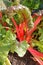 Rhubarb Swiss Chard