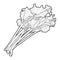 Rhubarb Vector Illustration Hand Drawn Vegetable Cartoon Art