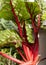 Rhubarb vegetable also called Rheum rhabarbarum