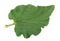 Rhubarb vegetable leaf on white