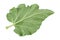 Rhubarb vegetable leaf on white