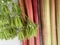 Rhubarbs and sweet cicely, juice ingredients