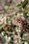 RHUS OVATA BUDS - FRANKLIN CANYON P - 111720 A