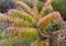 Rhus typhina `Dissecta` Cut-Leaf Staghorn Sumac