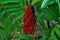 Rhus typhina, red blossom of sumac tree, close-up, Veliko Tarnovo