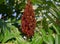 Rhus Typhina Tiger Eyes fruit