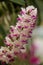 Rhynchostylis coelestis