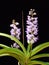 Rhynchostylis coelestis Rchb.f.