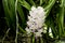 Rhynchostylis coelestis in white and pink, small flowers.