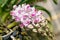 Rhynchostylis gigantea Orchid Flower