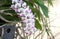 Rhynchostylis gigantea orchid flower