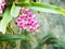 Rhynchostylis orchid flowers at Farm