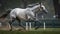 Rhythm of Rain at the Caulfield Cup