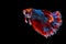 Rhythmic betta splendens fighting fish over isolated black background. The moving moment beautiful of white, blue and red