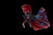 Rhythmic betta splendens fighting fish over isolated black background. The moving moment beautiful of white, blue and red