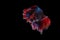 Rhythmic betta splendens fighting fish over isolated black background. The moving moment beautiful of white, blue and red