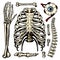 Rib cage, Arm and eye and spine, Anatomy of human bones set. Body and Thorax and pelvis, Extremity and Femur. Hand drawn