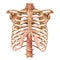 Rib cage bones. Human skeletal system. Anatomy