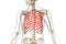 Rib cage bones in red color with body 3D rendering illustration isolated on white with copy space. Human skeleton anatomy, medical