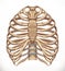 Rib cage. Human skeleton, medicine. 3d vector