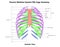 Rib Cage of Human Skeleton System Anatomy with detailed labels Anterior View