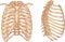 Rib cage illustration