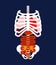 Rib cage and Internal organs. Human anatomy. Systems of man body