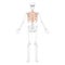 Rib cage Skeleton Human front Anterior ventral view open hands with partly transparent position. Set of realistic flat