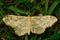 Riband wave moth (Idaea aversata)