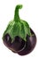 Ribbed eggplant or aubergine Solanum melongena fruit, whole, isolated