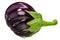 Ribbed eggplant  or aubergine Solanum melongena fruit, whole, isolated, top view