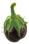 Ribbed eggplant or aubergine whole, isolated