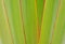 Ribbed leaf or Scientific name is Travellers palm