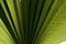Ribbed leaf of Washingtonia palm. Nature plant texture