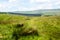 Ribblehead Viaduct, North Yorkshire, UK