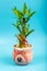 Ribbon dracaena tree or Lucky bamboo grown-up in flower pot with Chinese word ` Property`